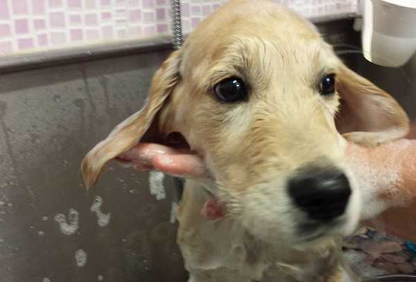 toelettatura cani consigli