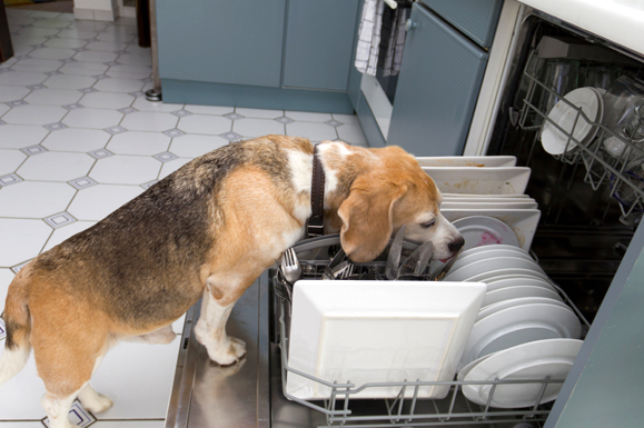 Cattivo odore in lavastoviglie