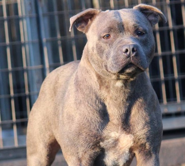 Staffordshire Bull Terrier Staffordshire Bull Terrier