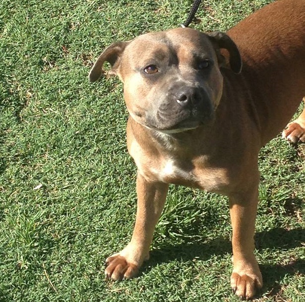 Staffordshire Bull Terrier Staffordshire Bull Terrier