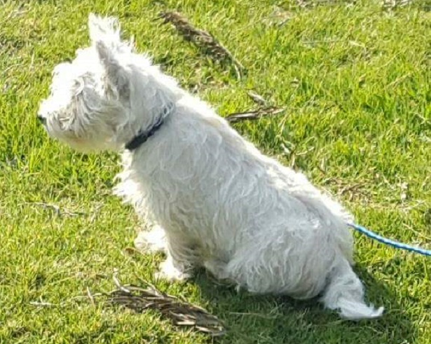 West Highland white terrier West Highland white terrier bianco