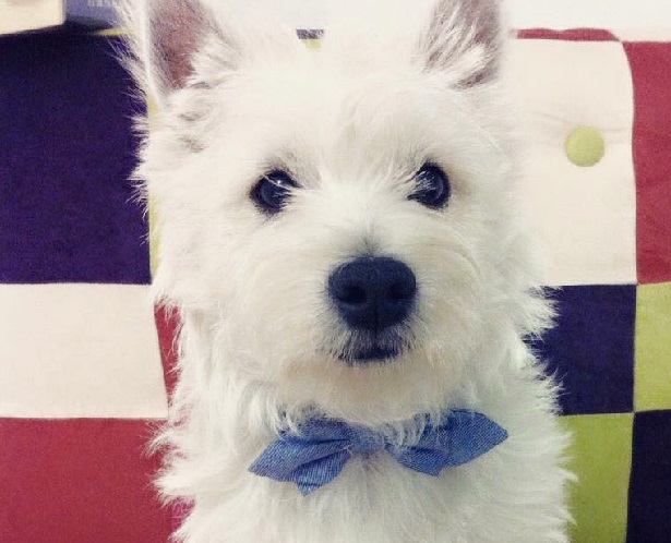 West Highland white terrier West Highland white terrier cucciolo