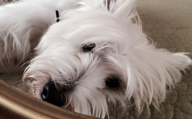 West Highland white terrier West Highland white terrier