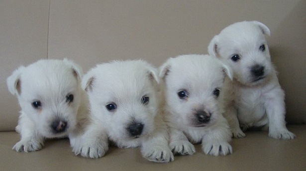 cuccioli di West Highland white terrier cuccioli di West Highland white terrier