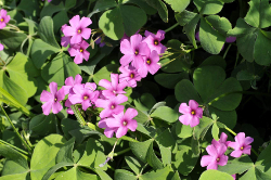 Acetosella Acetosella