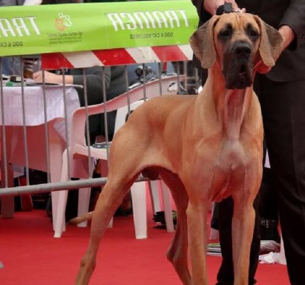 Alano fulvo cucciolo