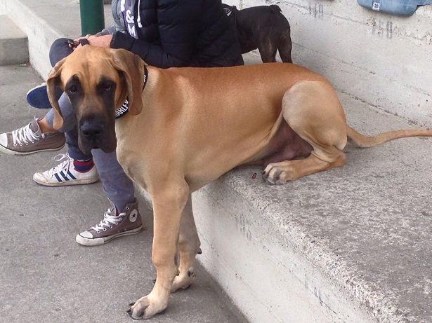 Alano fulvo: origini