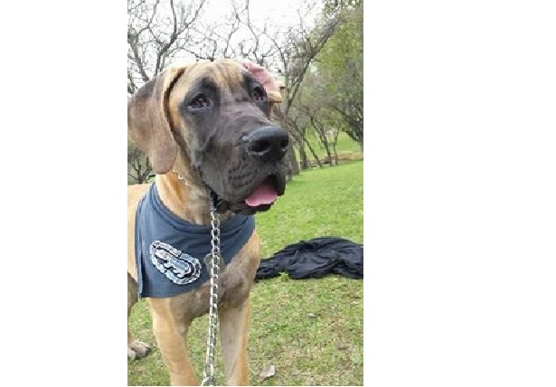 Alano fulvo: origini