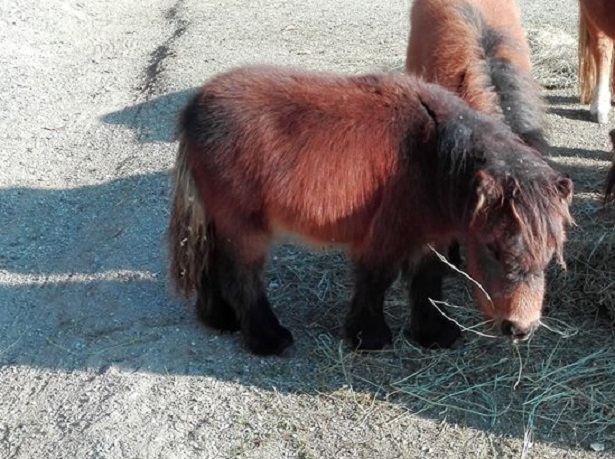 animali domestici strani