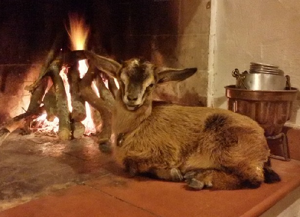 animali domestici strani video