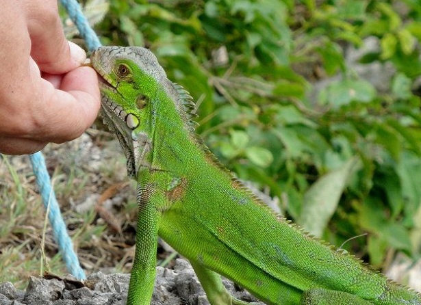 animali domestici strani