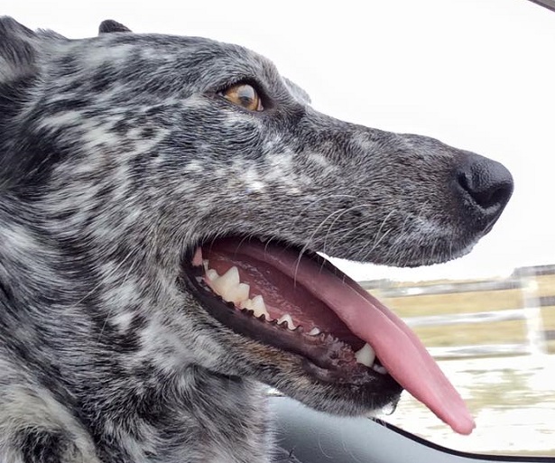 australian cattle dog