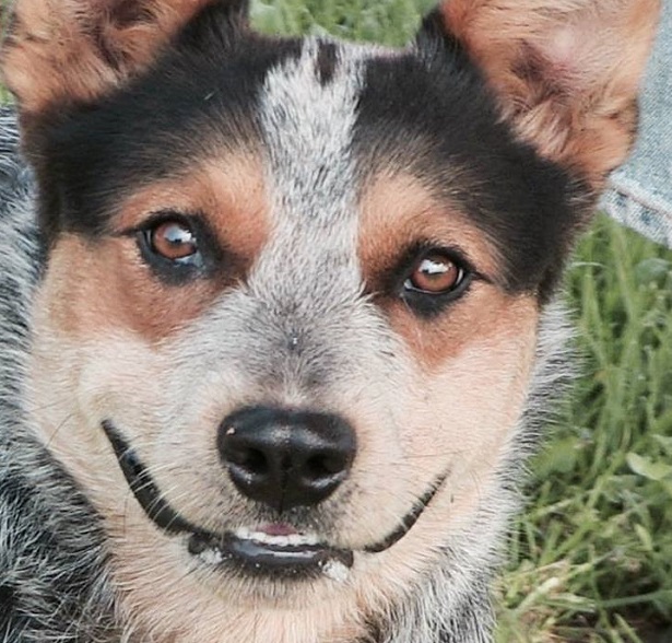 australian cattle dog muso
