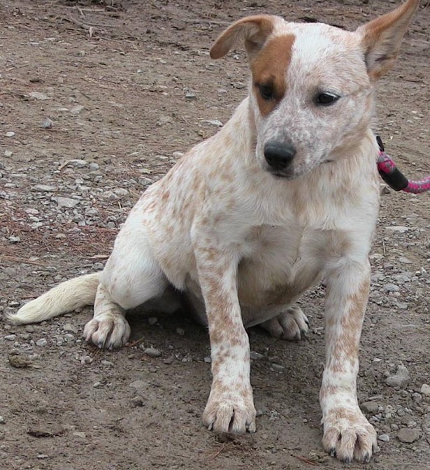 australian cattle dog aspetto