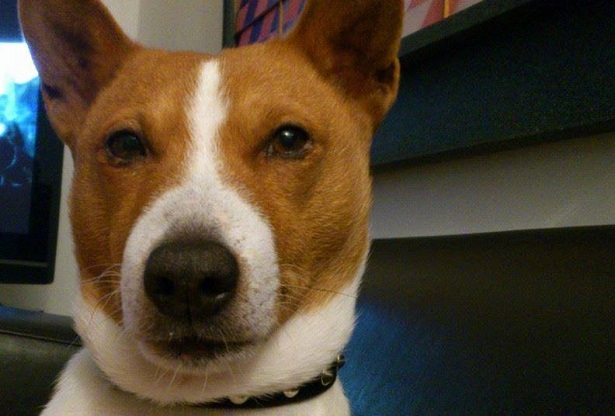 cani primitivi razze cani primitivi razze