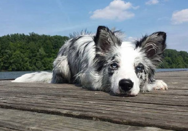 cani intelligenti border collie
