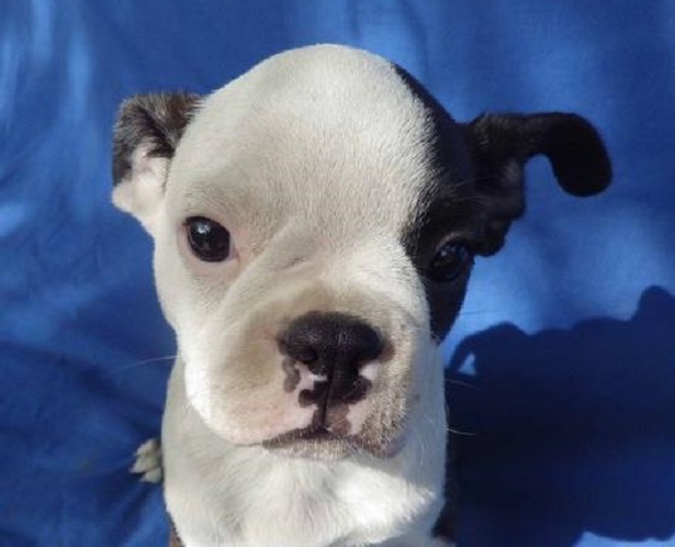 cucciolo boston terrier cucciolo boston terrier