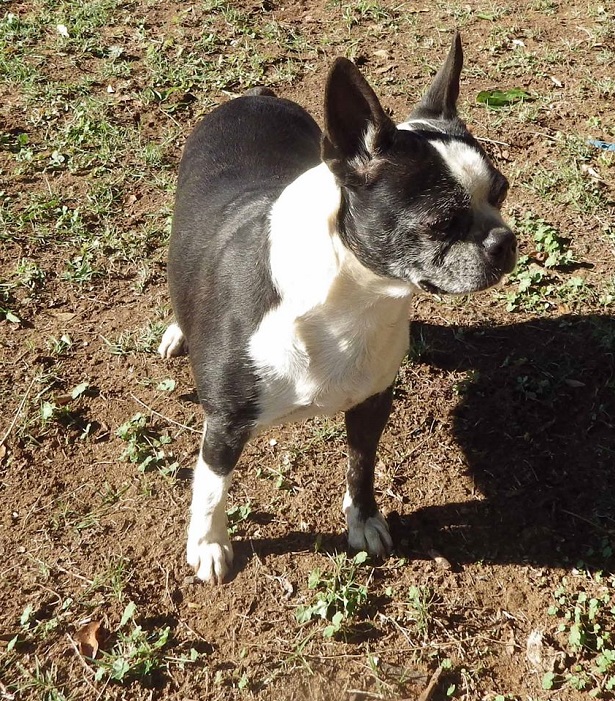 Boston Terrier Boston Terrier