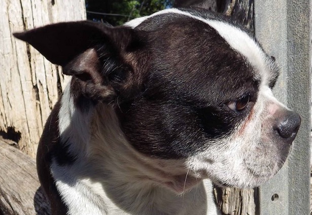 boston terrier di profilo boston terrier di profilo