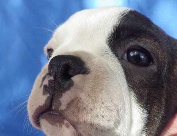 muso del boston terrier muso del boston terrier