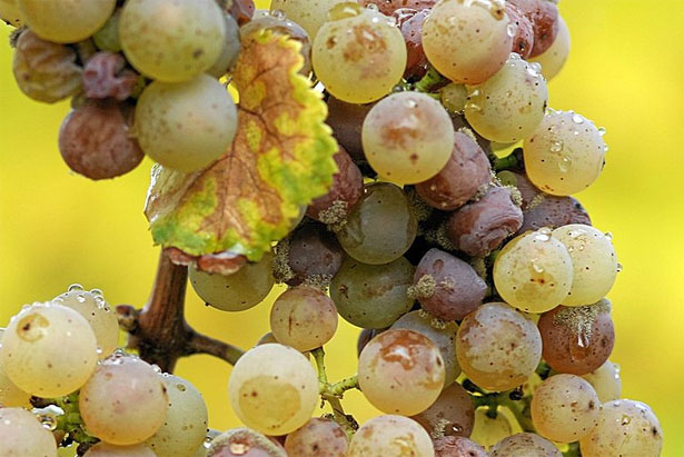 botrite su grappolo d'uva