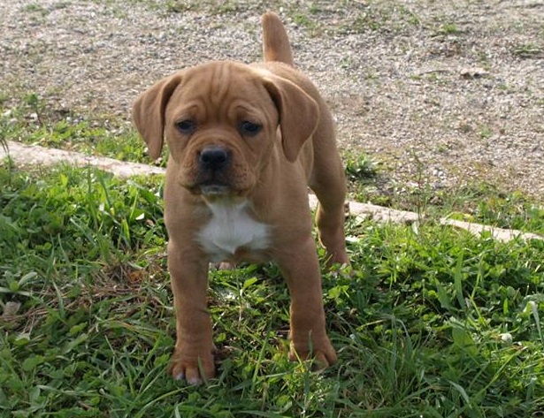 bracco portoghese aspetto