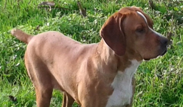 bracco portoghese aspetto