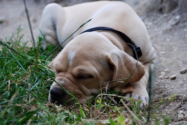 bracco portoghese carattere