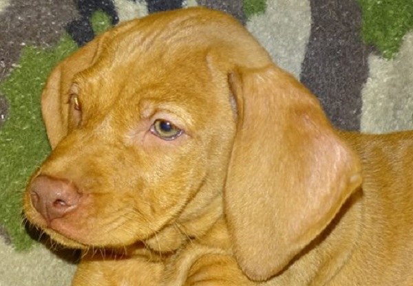 cane bracco ungherese