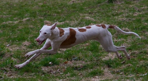 cani primitivi razze cani primitivi razze