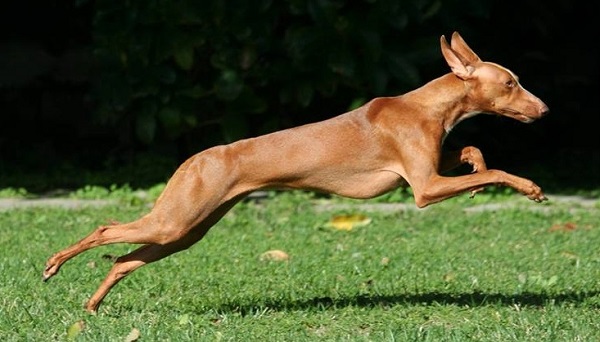 cani primitivi carattere cani primitivi carattere