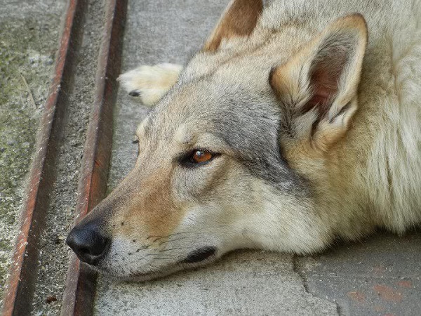 coprofagia nel cane rimedi naturali coprofagia nel cane rimedi naturali