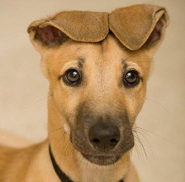 cane pauroso cane pauroso