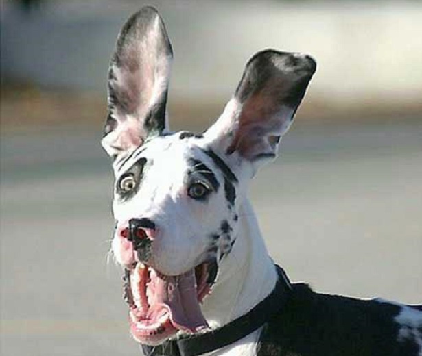 cane pauroso cane pauroso