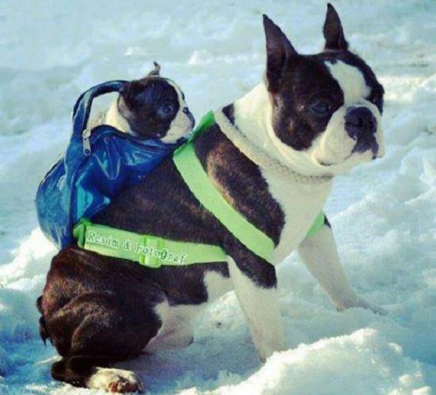 cani freddolosi rimedi