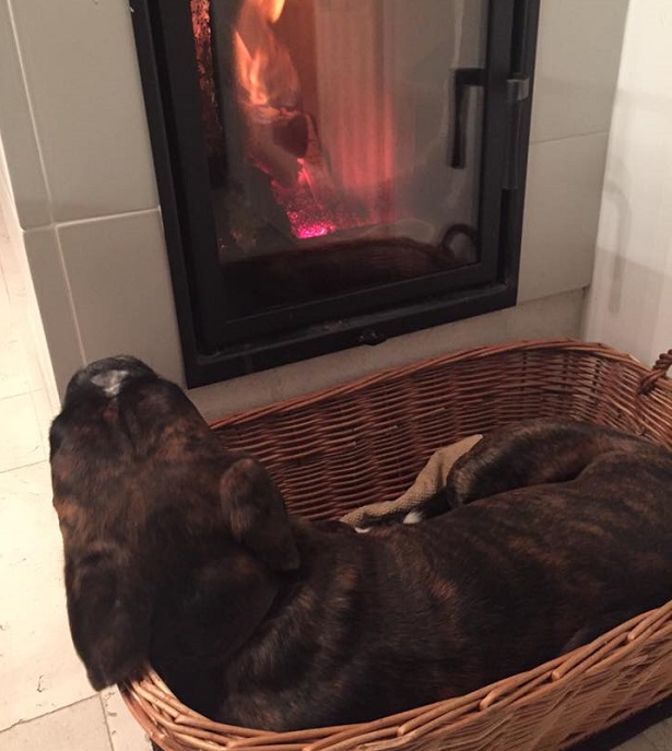 cani freddolosi rimedi