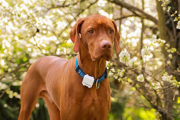 collare Gps per cani