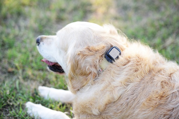 collare Gps per cani Kippy