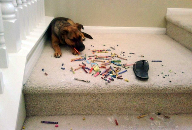 come scegliere un cane