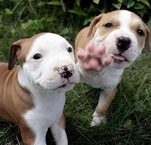 come scegliere un cane criteri