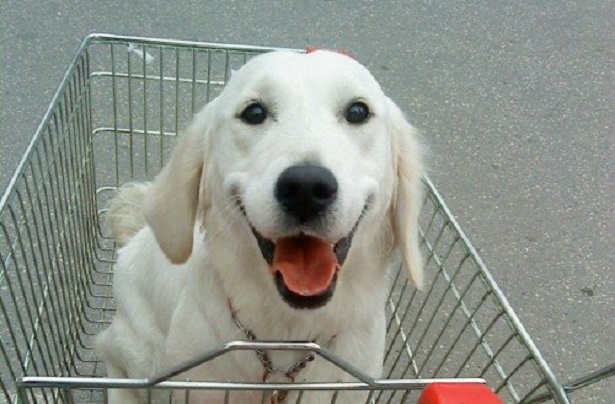 come scegliere un cane