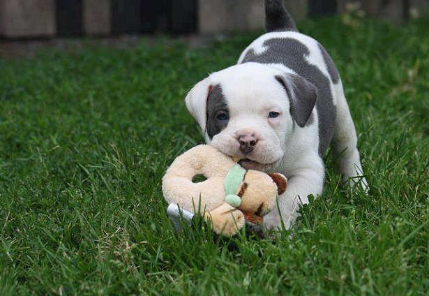 coprofagia nel cane coprofagia nel cane