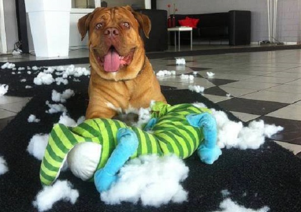 cani freddolosi rimedi