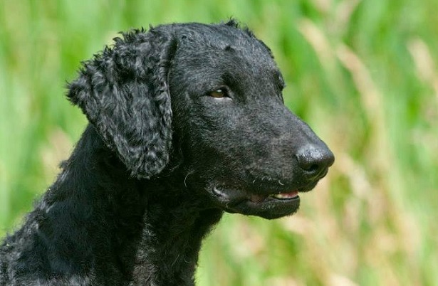 curly coated retriever
