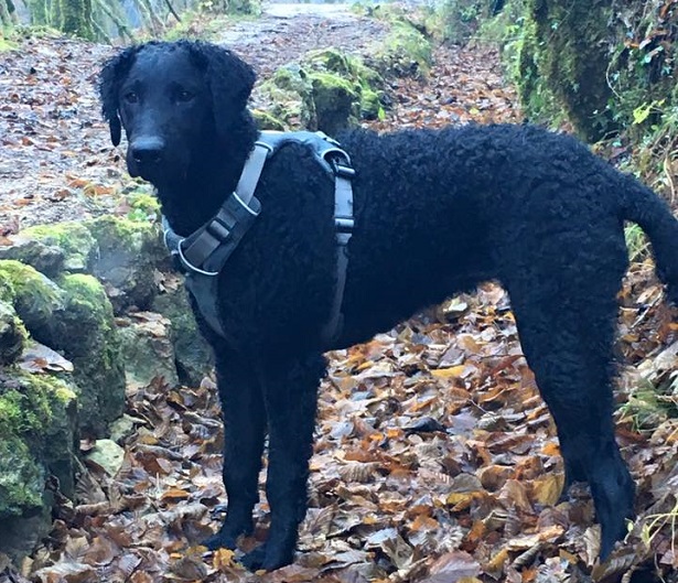 curly coated retriever aspetto
