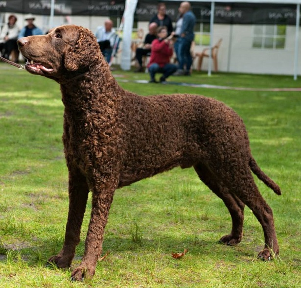 curly coated retriever origini