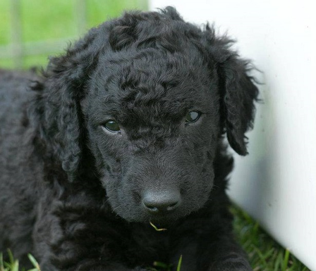 curly coated retriever allevamento