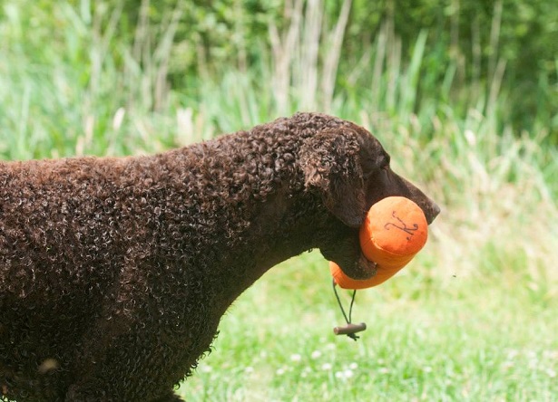 curly coated retriever 