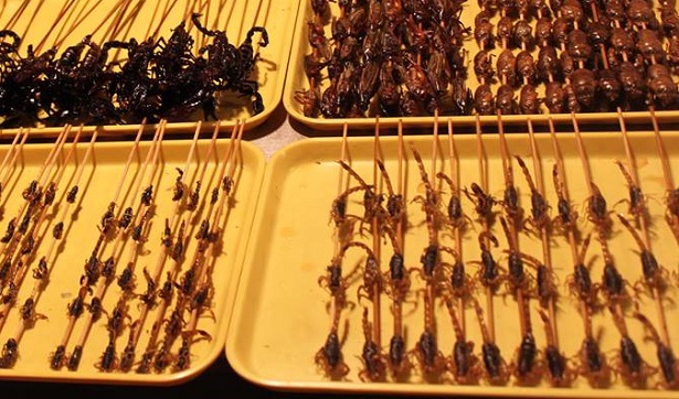 mangiare insetti insetti da mangiare