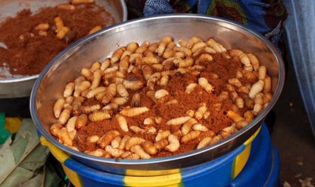 entomofagia entomofagia mangiare insetti